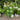 Hydrangea paniculata 'Little Quick Fire®'