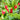 Spigelia marilandica 'Little Red Head'