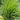Ornamental Grass: Calamagrostis 'Karl Foerster' (Feather Reed Grass)