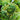 Sempervivum Chick Charms® 'Gold Crown'™ (Hens & Chick)