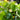 Fragaria Virginiana 'Port Huron' (Wild Strawberry)