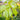 Betula 'Heritage' (Clump River Birch)