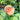 Rosa Flavorette 'Honey Apricot' (Edible Shrub Rose)