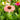 Echinacea Sunseekers® 'Rainbow' (Coneflower) CNT