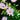 Aster 'October Skies'
