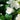 Philadelphus x Snow White™ 'Snowwhite Fantasy' (Mockorange)