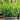 Buxus Baby Gem™ (Boxwood- Hedge Box)