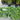 Juniper procumbens 'Greenmound' (Japanese Garden Juniper)