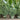 Picea omorika pendula 'Bruns' (Weeping Serbian Spruce)