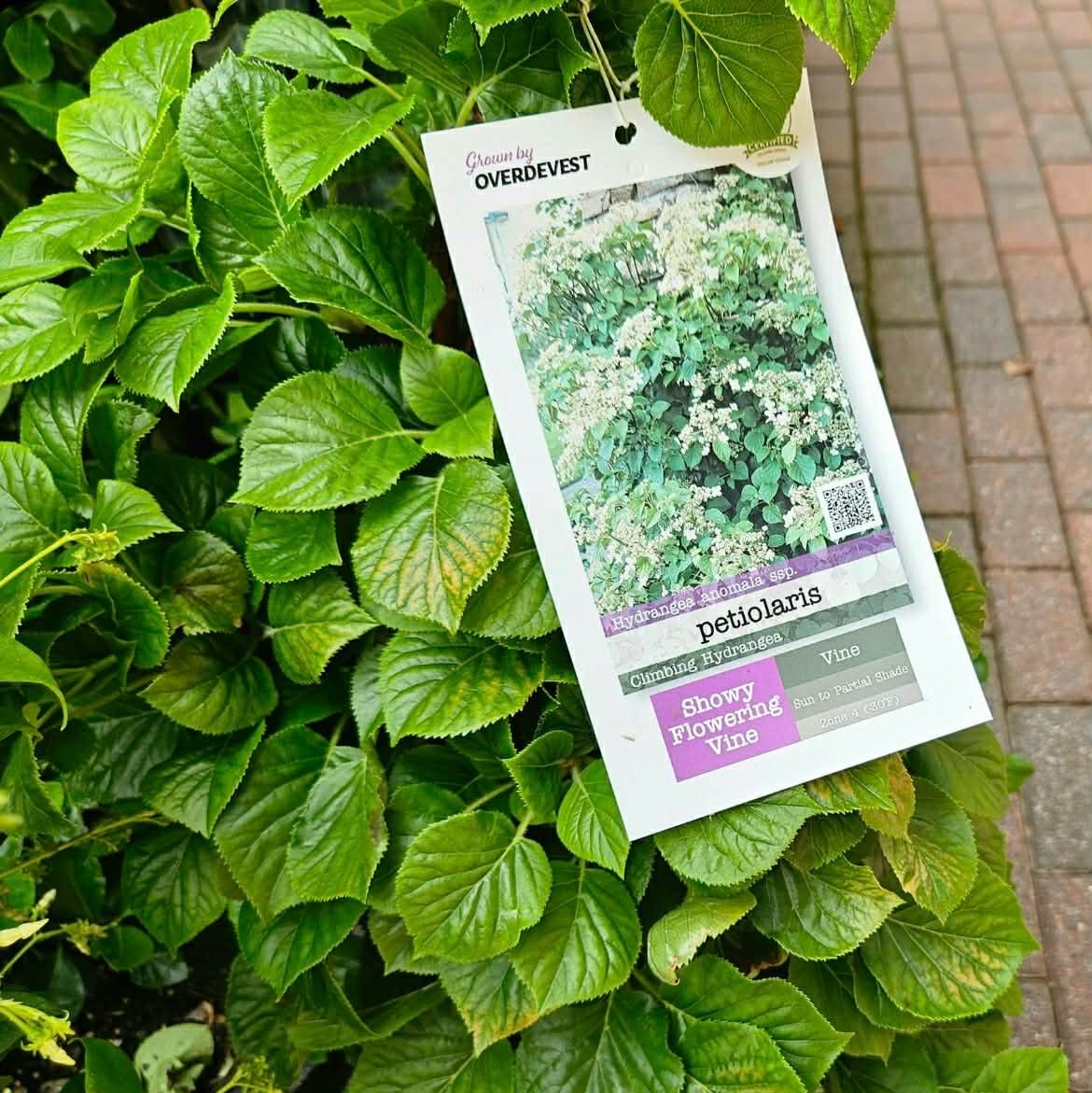 Hydrangea 'Petiolaris' (Climbing Hydrangea) – Chelsea Garden Center