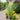 Ornamental Grass: Jet Streams™ (Dwarf Pampas Grass)