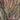 Ornamental Grass: Andropogon gerardii 'Red October' (Big Blue Stem)