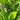 Citrus 'Calamansi' (Calamondin Bush)