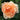Rosa 'Carding Mill'® (David Austin Shrub Rose)