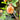 ROSA FLAVORETTE `HONEY APRICOT` PRC SHRUB ROSE