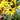 Rudbeckia 'Goldsturm' (Black-eyed Susan) OVD