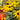 Rudbeckia 'Goldsturm' (Black-eyed Susan) OVD