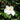 Magnolia grandiflora 'Little Gem' Esp. (Dwarf Southern Magnolia) GRL