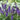 Salvia 'May Night' (Meadow Sage)