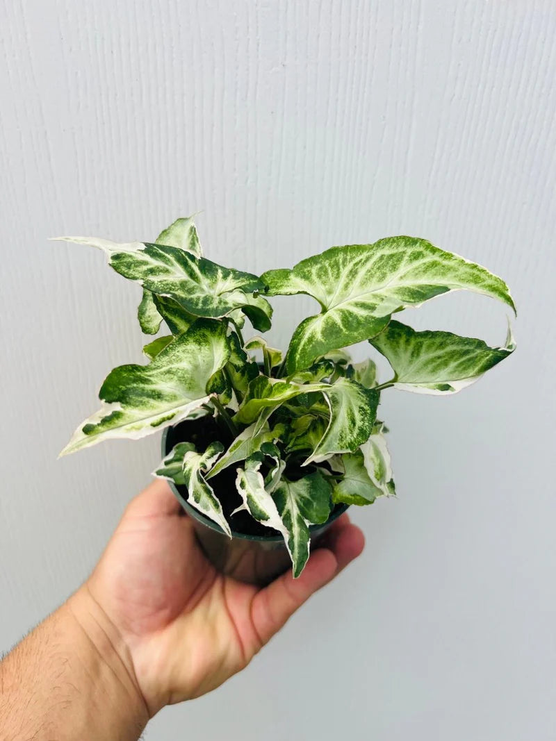 starlite succulent Syngonium 'Starlite' – Chelsea Garden Center