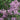 Syringa ‘Red Pixie’(Lilac)