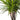 dracaena marginata braid