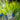 Carex stricta (Tussock Sedge)