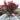Japanese Maple 'Bloodgood'