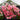 Azalea 'Blaauw's Pink' (2)