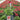 Echinacea Kismet® 'Raspberry' (Coneflower) OVD