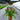 Echinacea PowWow® 'Wild Berry'