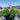 Geranium 'Rozanne' (Perennial Groundcover Geranium)