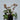 Helleborus Frostkiss® Glenda's Gloss®
