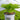 Hosta Shadowland® 'Coast to Coast'