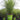 Miscanthus WorryFree® 'Bandwidth™' (Ornamental Grass)