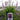 Salvia Fashionista™ 'Moulin Rouge' (Meadow Sage)