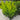 Cryptomeria 'Yoshino' (Japanese Cedar)