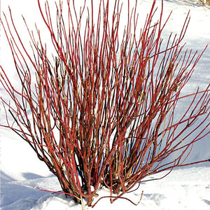 Red Twig Dogwood Arctic Fire