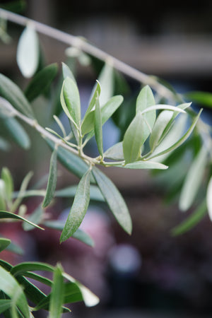 'Arbequina' Olive Tree