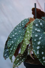 Begonia Maculata Variegata