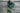 Monstera Standleyana Albo