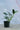 Monstera Standleyana Albo
