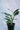 Monstera Standleyana Albo