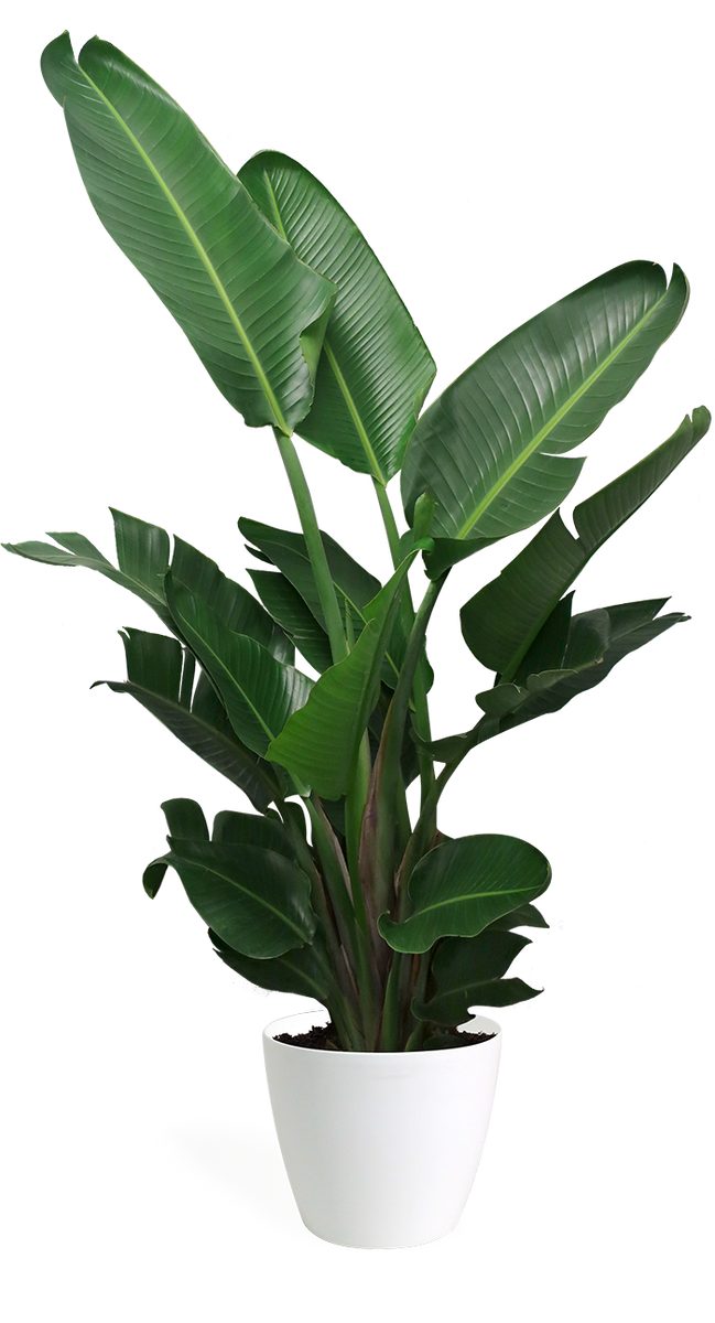 在庫有】 【エディ様 専用】Birds of Paradise極楽鳥 IE NM-~NM