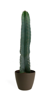 Cereus Peruvianus Medium