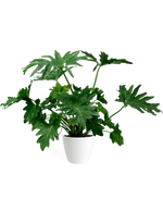 Philodendron Selloum Small