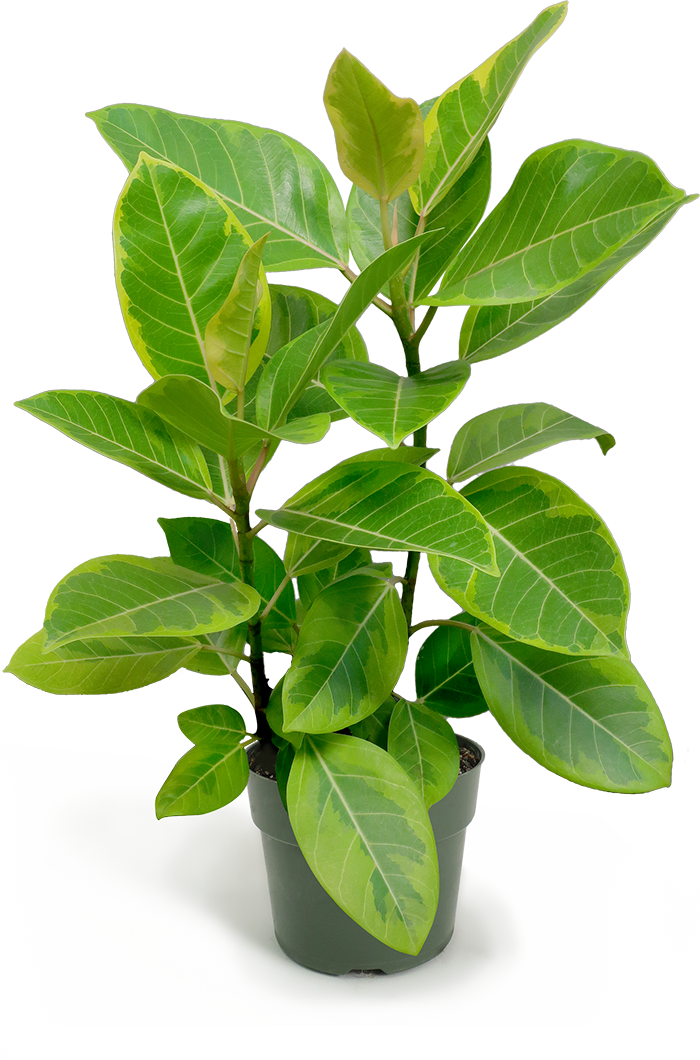 Ficus Altissima Small