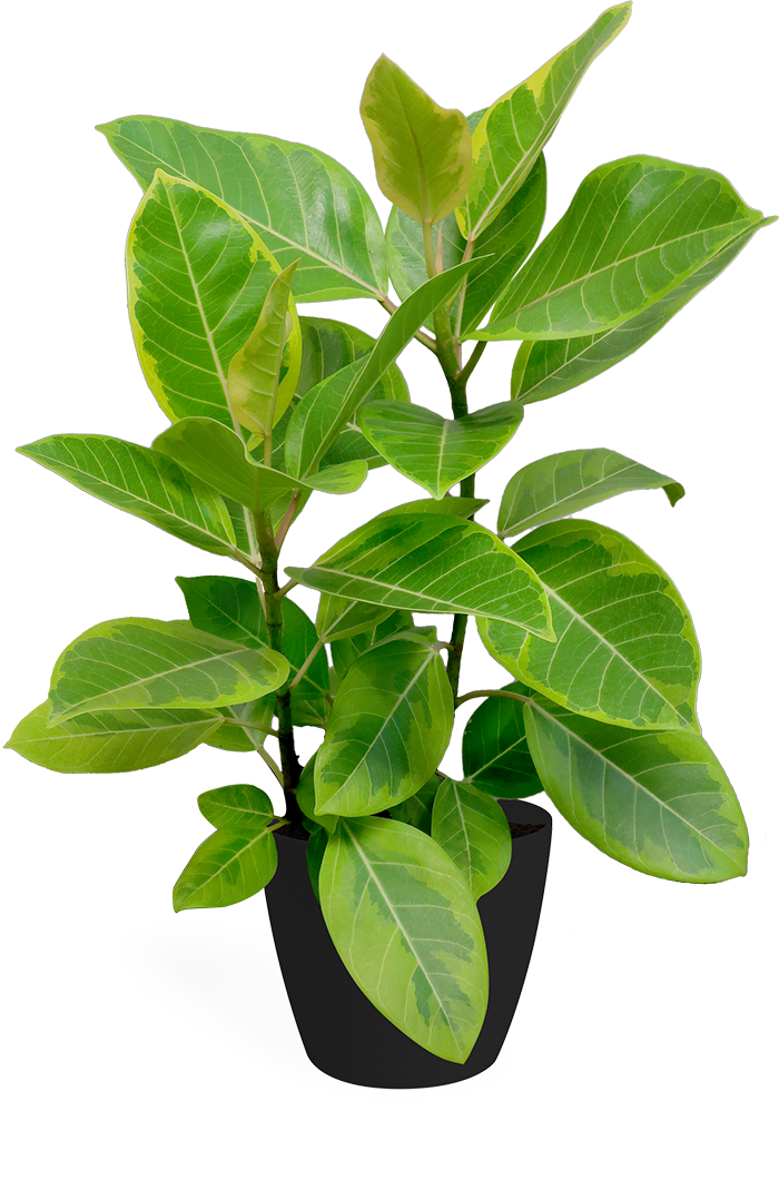 Ficus Altissima Small