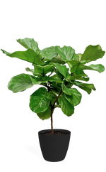 Ficus Lyrata Medium Standard