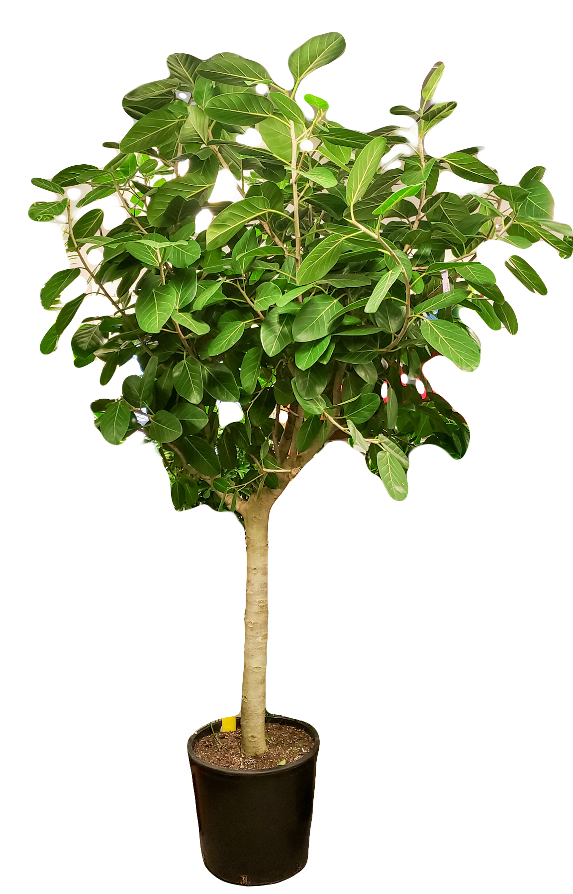Ficus Audrey Large Standard